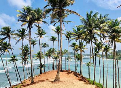 Coconut Tree Hill